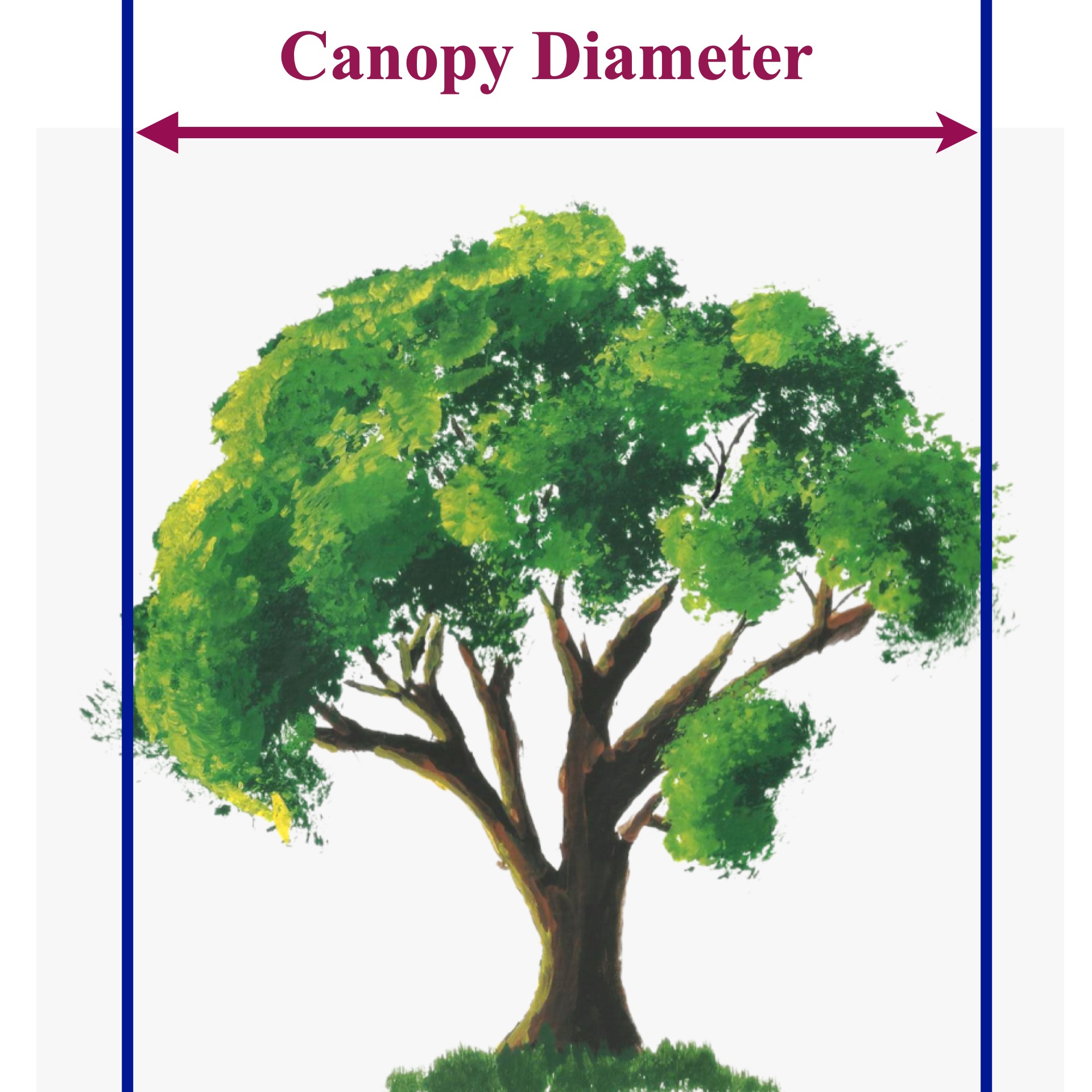 Canopy diameter guide