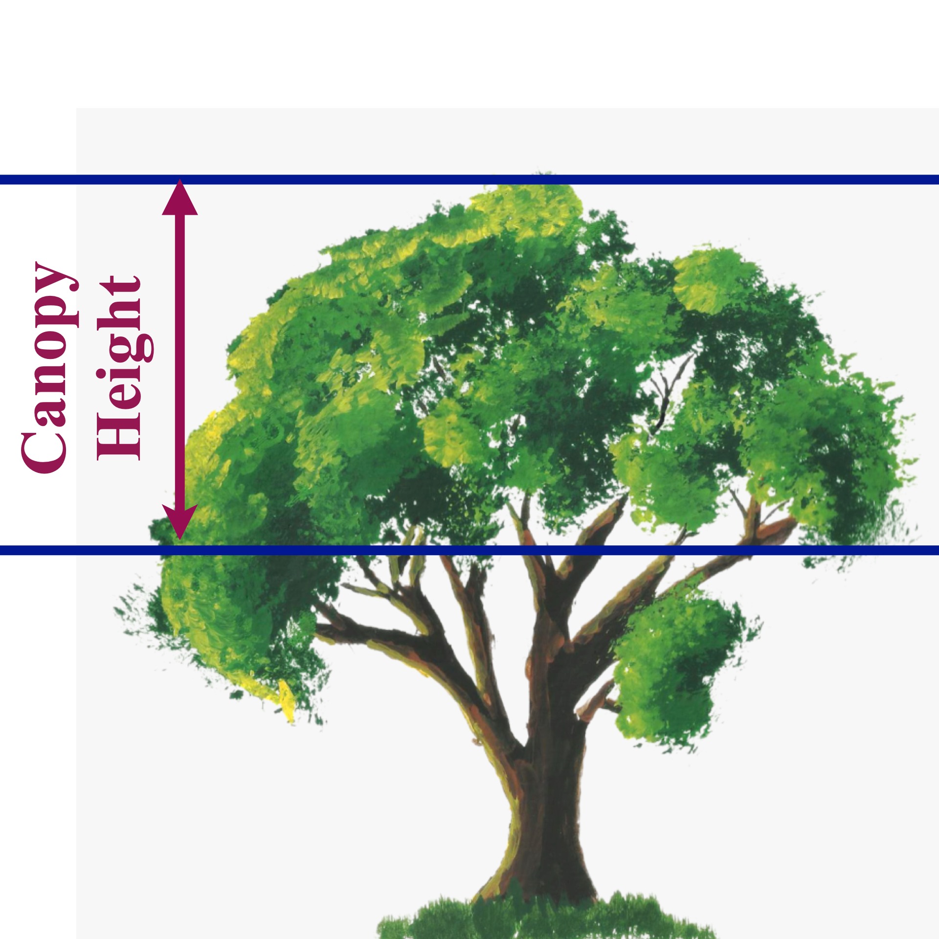 Canopy height guide
