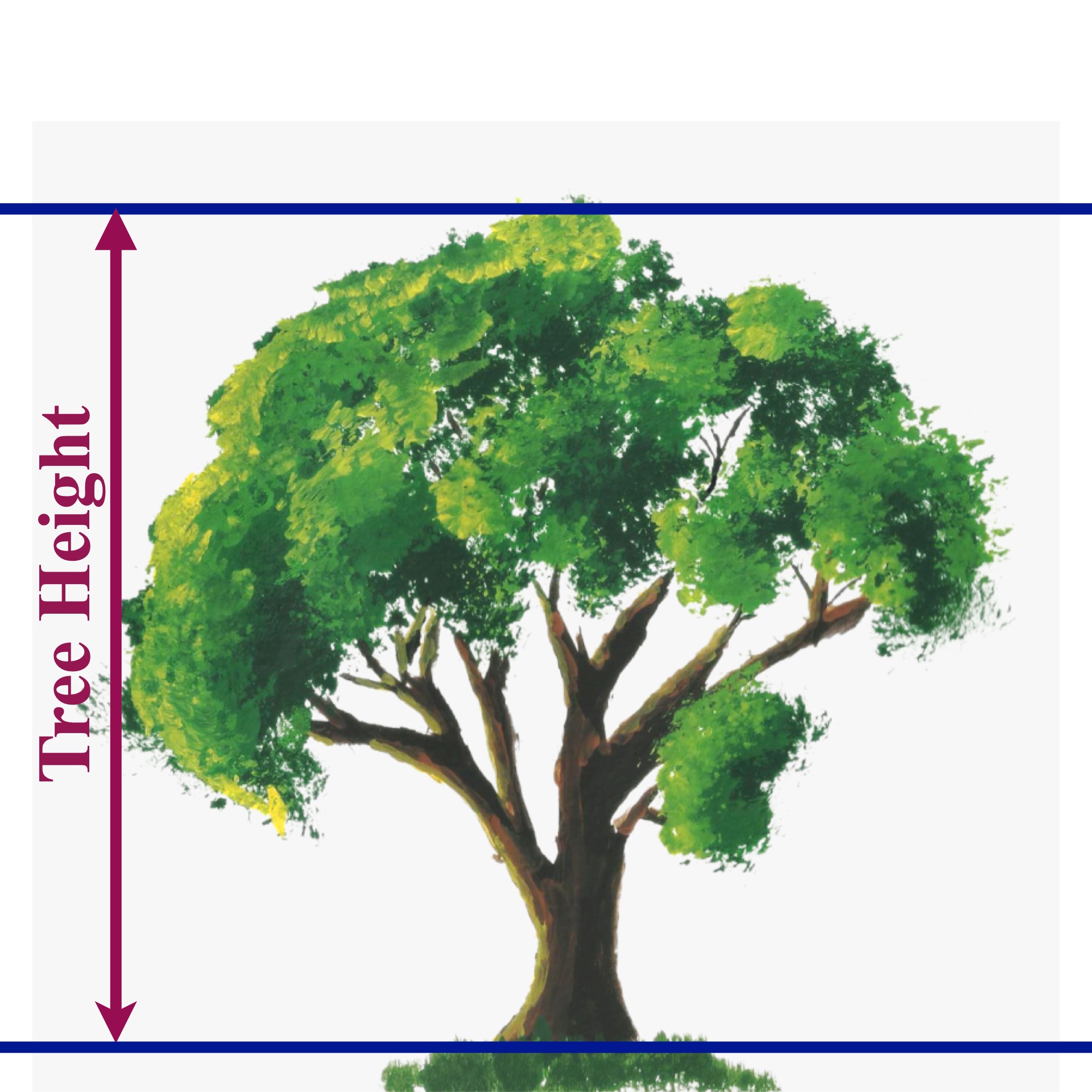 Tree height guide